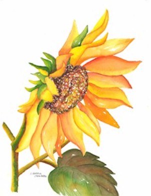 Bent Sunflower